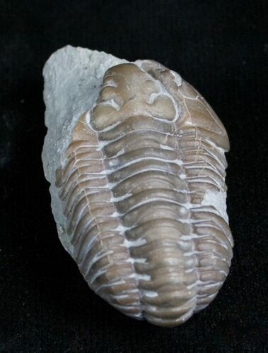 Bargain Flexicalymene Trilobite From Ohio #4599